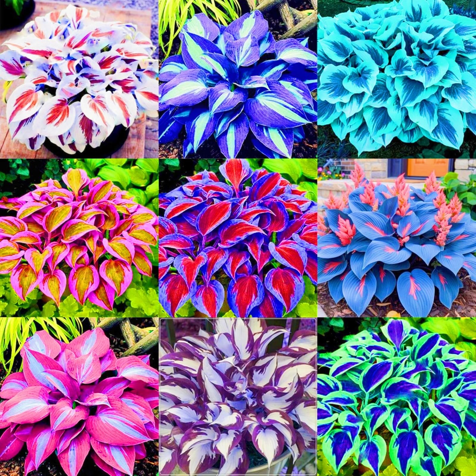 Now UK, Hosta Bulbs for Planting, Garden Displays, Wedding Flowers, Professional Planting, Resistant, Brilliant, Garden Flowers,-8bulbs-a