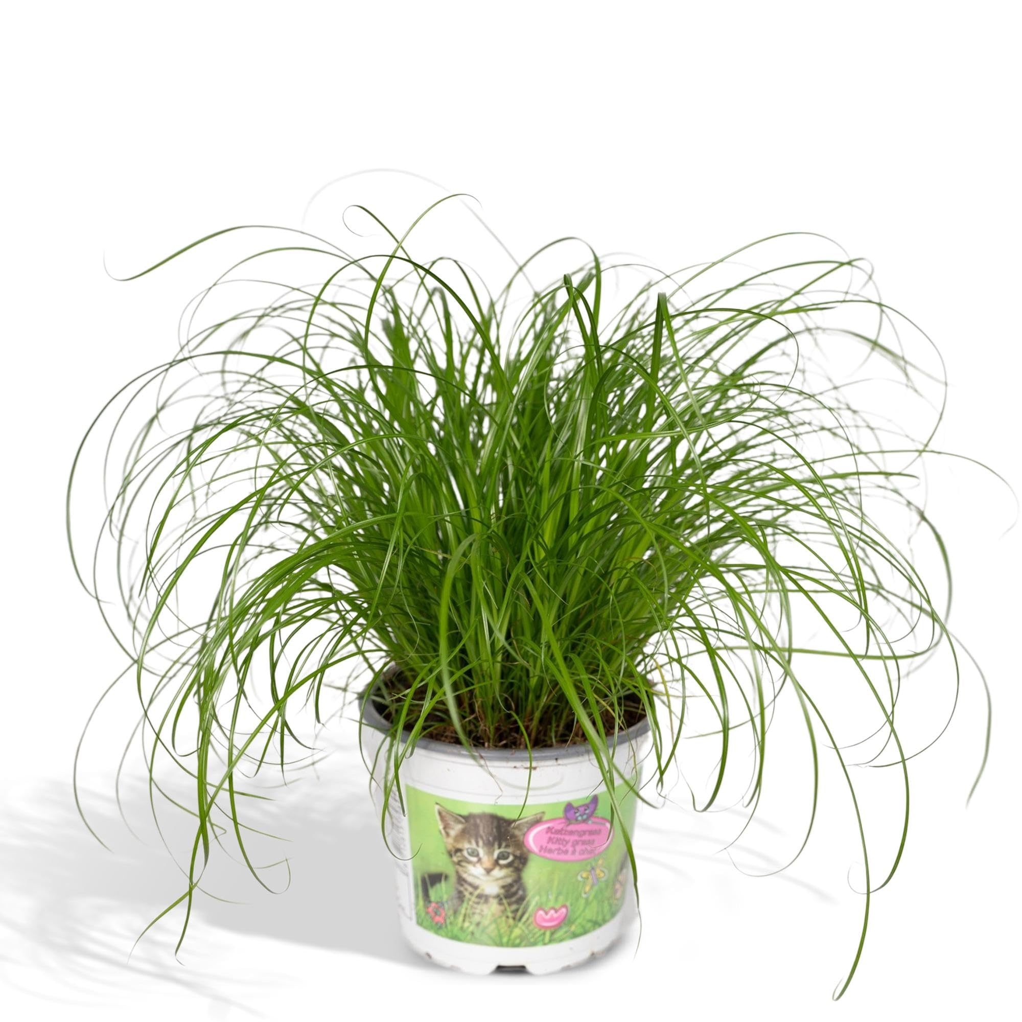 Cyperus Alternifolius Erba Gatta, Vaso Ø12cm, Altezza 20cm