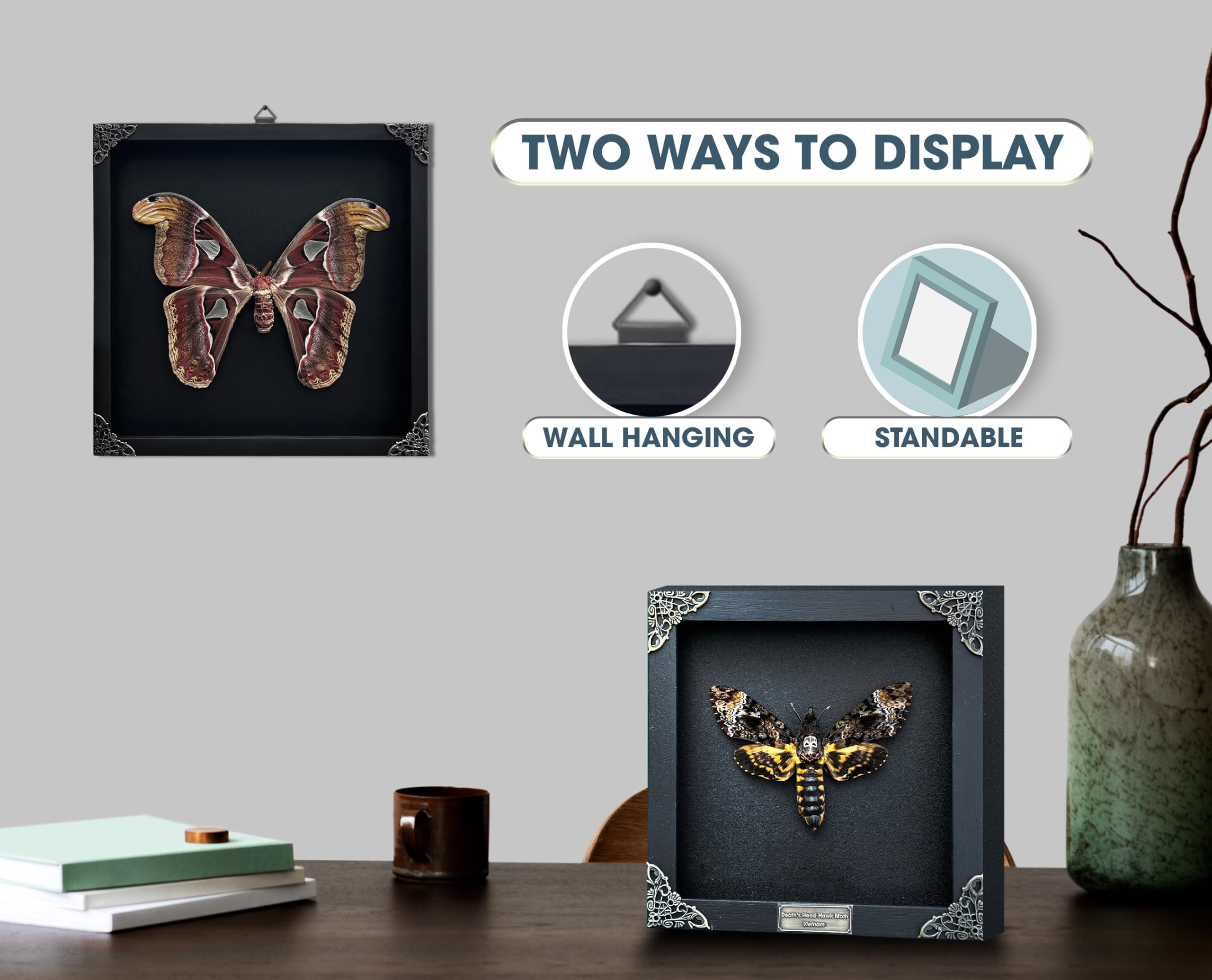 Amazon.co.jp: Real Actias Selene Moth フレーム付きシャドーボックス