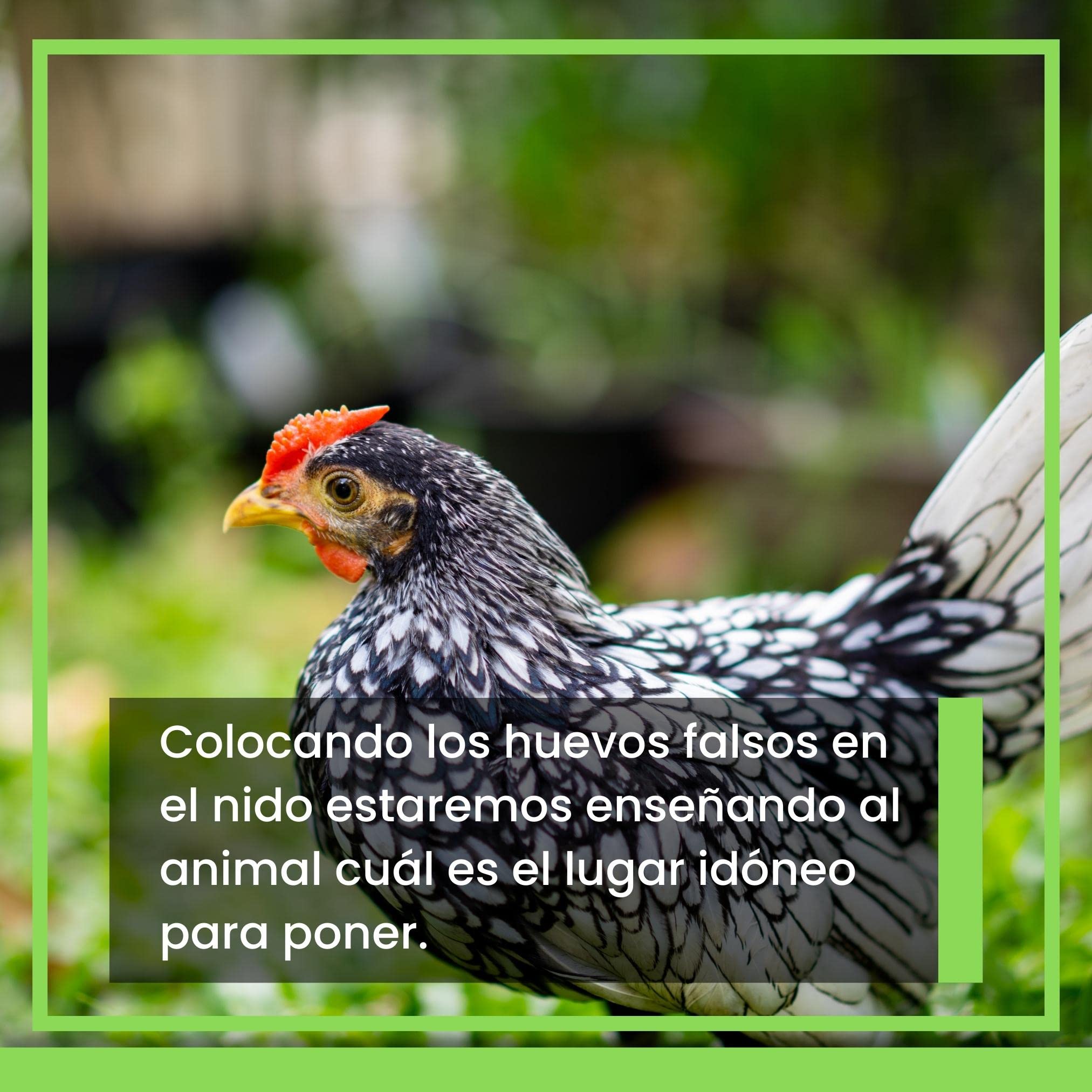 FINCA CASAREJO Huevo Falso Macizo Gallina Enana (6 szt.)