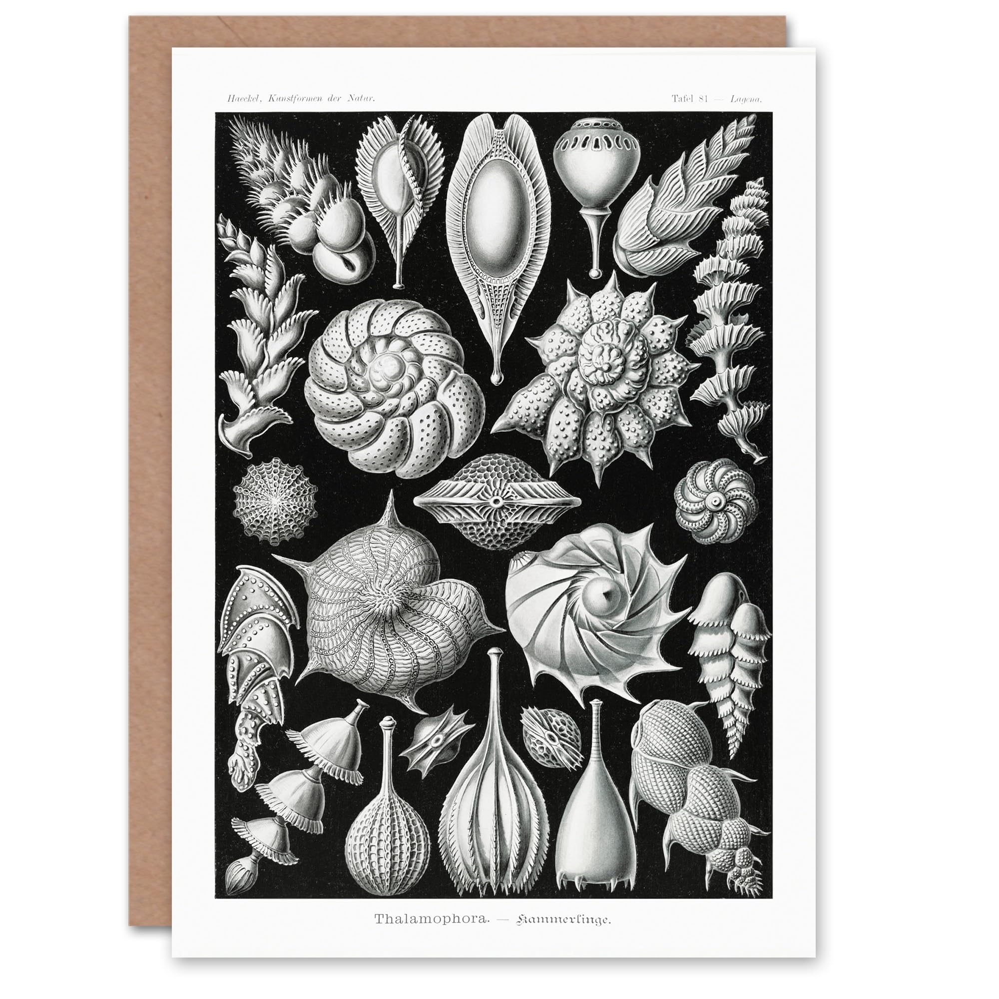 Artery8 Ernst Haeckel Art Card Thalamophora Forams Shells