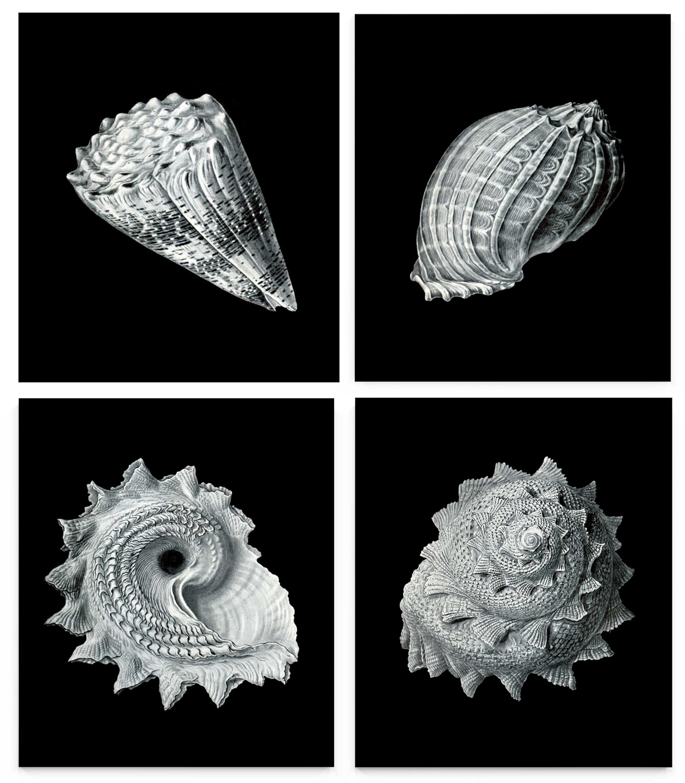 Black and White Shell Wall Art, 8"x10" Set of Four, Unframed Art Print - Stunning Ernst Haeckel Marine Shell Decor for Kitchen, Bedroom, Office, Bathroom, Home