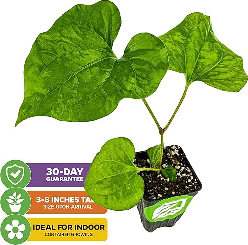 Miniatura 8 de Planta viva de pimienta negra - Piper nigrum - Planta de iniciación Wellspring Gardens