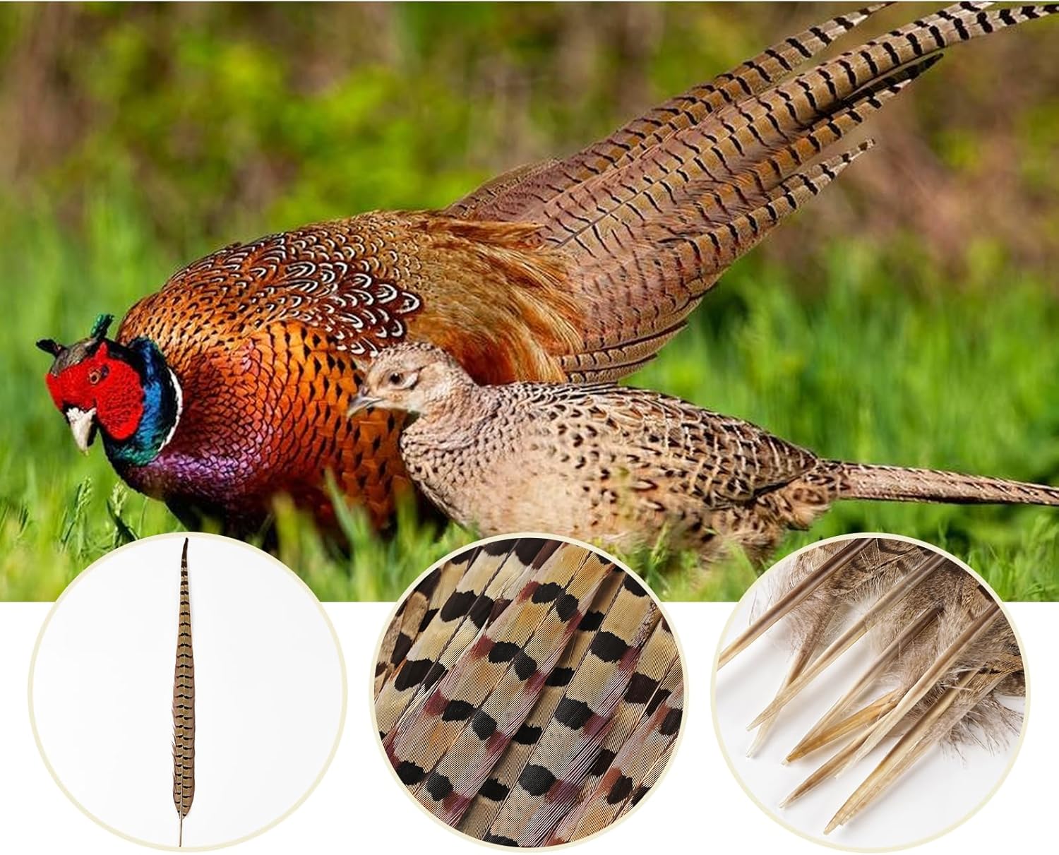 12pcs Natural Feathers Male Ringneck Pheasant Tails Feathers 16-18inch 40-45cm for Crafts Wedding Party Performance Home DIY Decoration,Male Pheasant Feathers