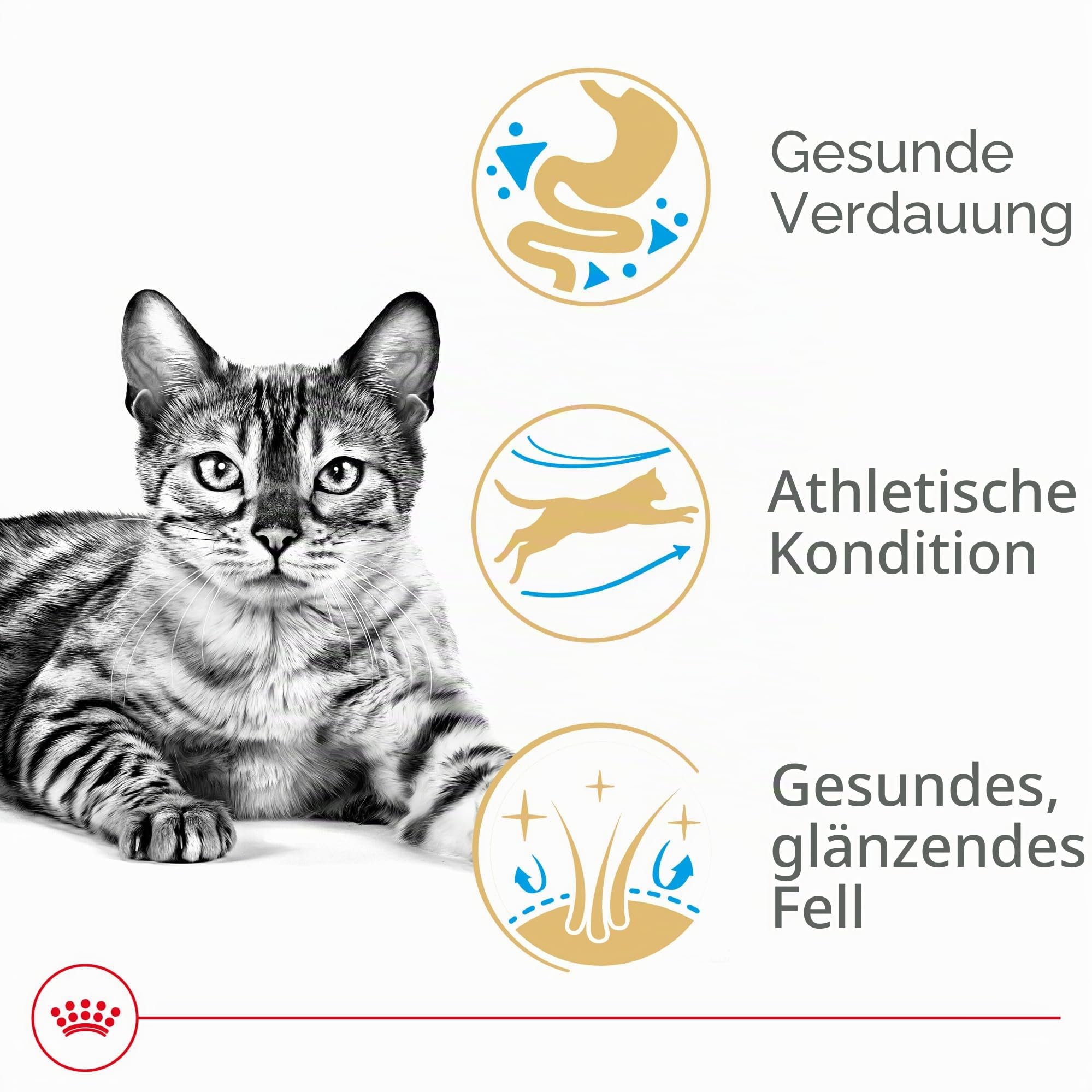Royal Canin Bengal Breed Adult Trockenfutter für Katzen, 3,2 kg Beutel