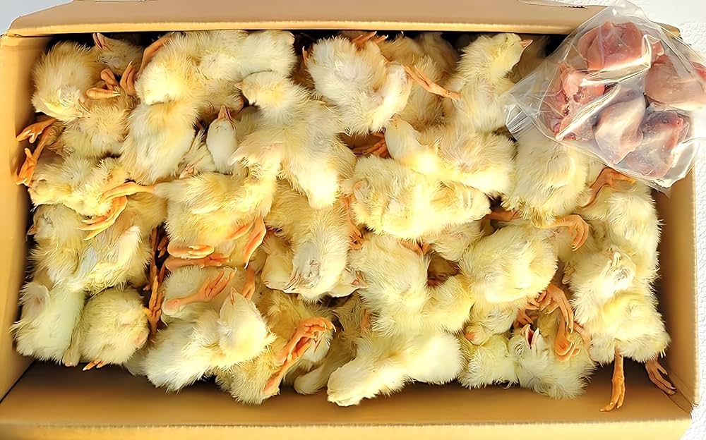 業界最安値‼️冷凍ヒヨコ300羽 業界最安値‼️冷凍ヒヨコ300羽