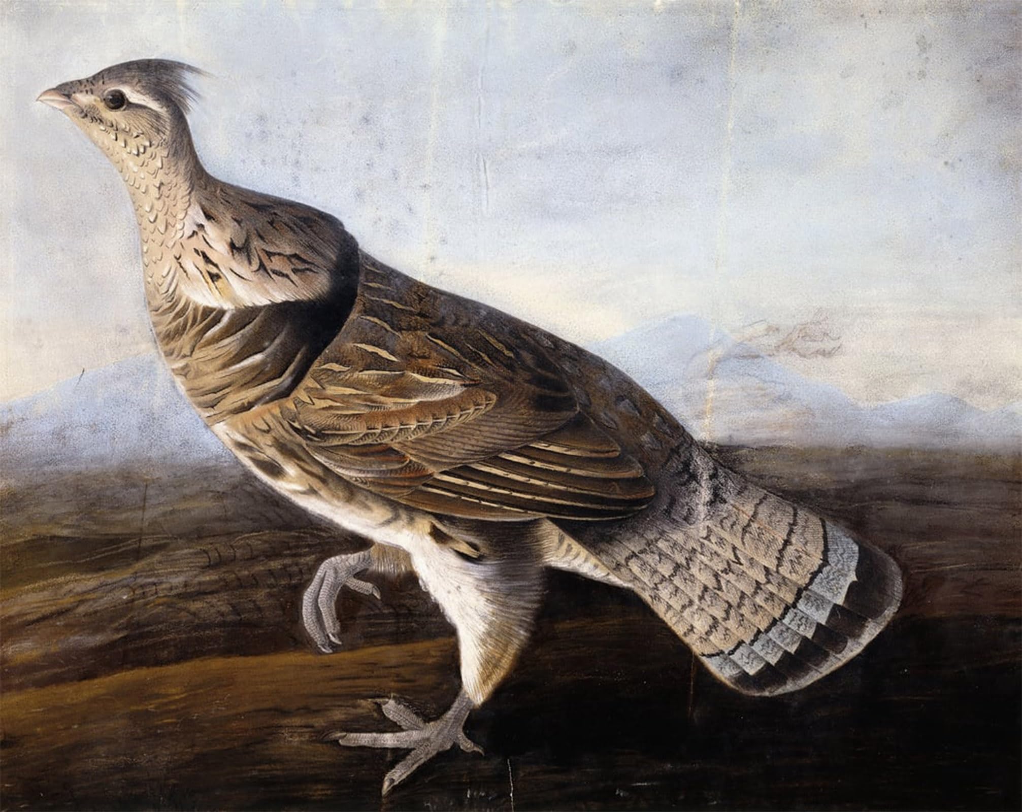 HRJUBWREE Vintage Poster Photo Wall Print Mural Artwork Ruffed Grouse by John Jamess Audubon Art Prints Painting for Home Decor 60x90cm