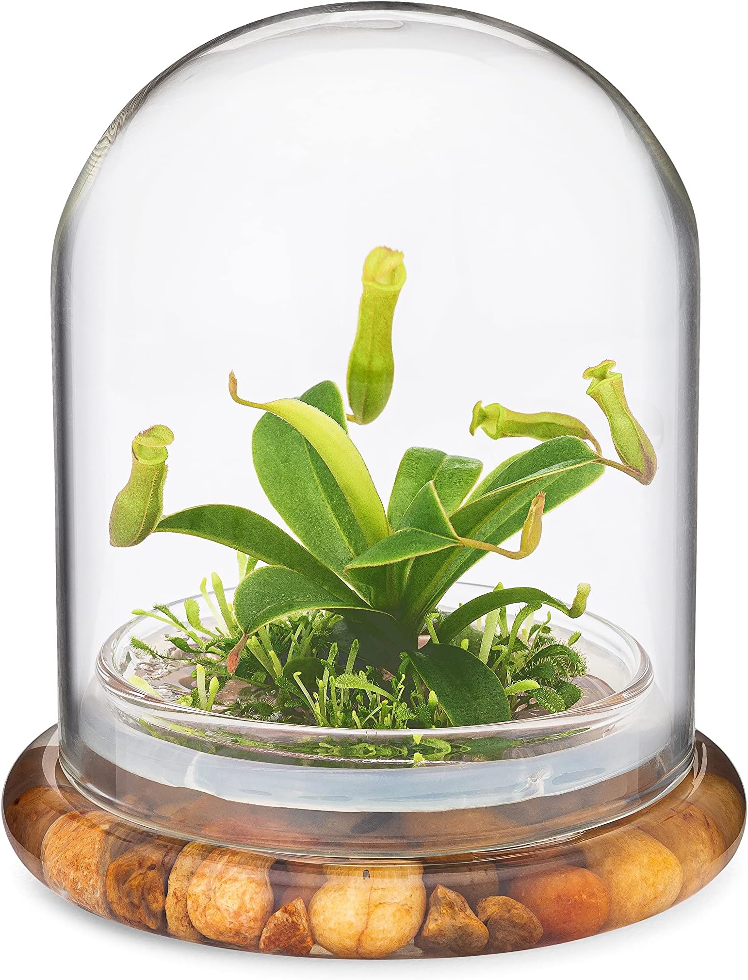 Pitcher Plant w/ Sundew