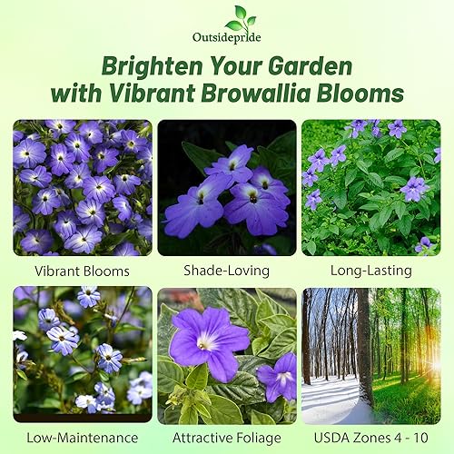 Miniatura 2 de Outsidepride 10000 semillas anuales de browallia americana semillas de flores para plantar