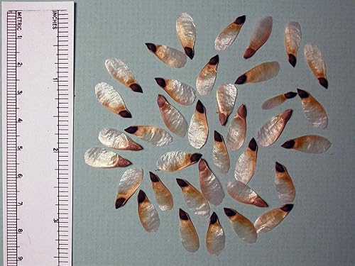 Generic Picea Abies semillas de abeto noruega (30 semillas de Pennsylvania no transgénicas cultivadas orgánicamente) Verde, Marrón