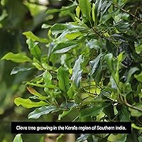 Vista 6 de Frontier Co-op Clavo, molido, orgánico, 16 onzas.