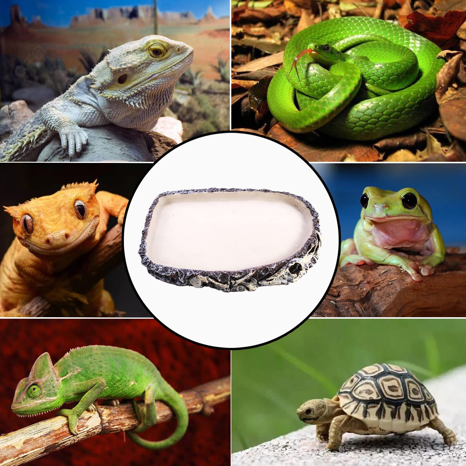 Tfwadmx Confezione da 2 ciotole per rettili per acqua e rettili, per cibo e acqua, per lucertole, drago, tartaruga, rana, leopardo, geco, camaleonte