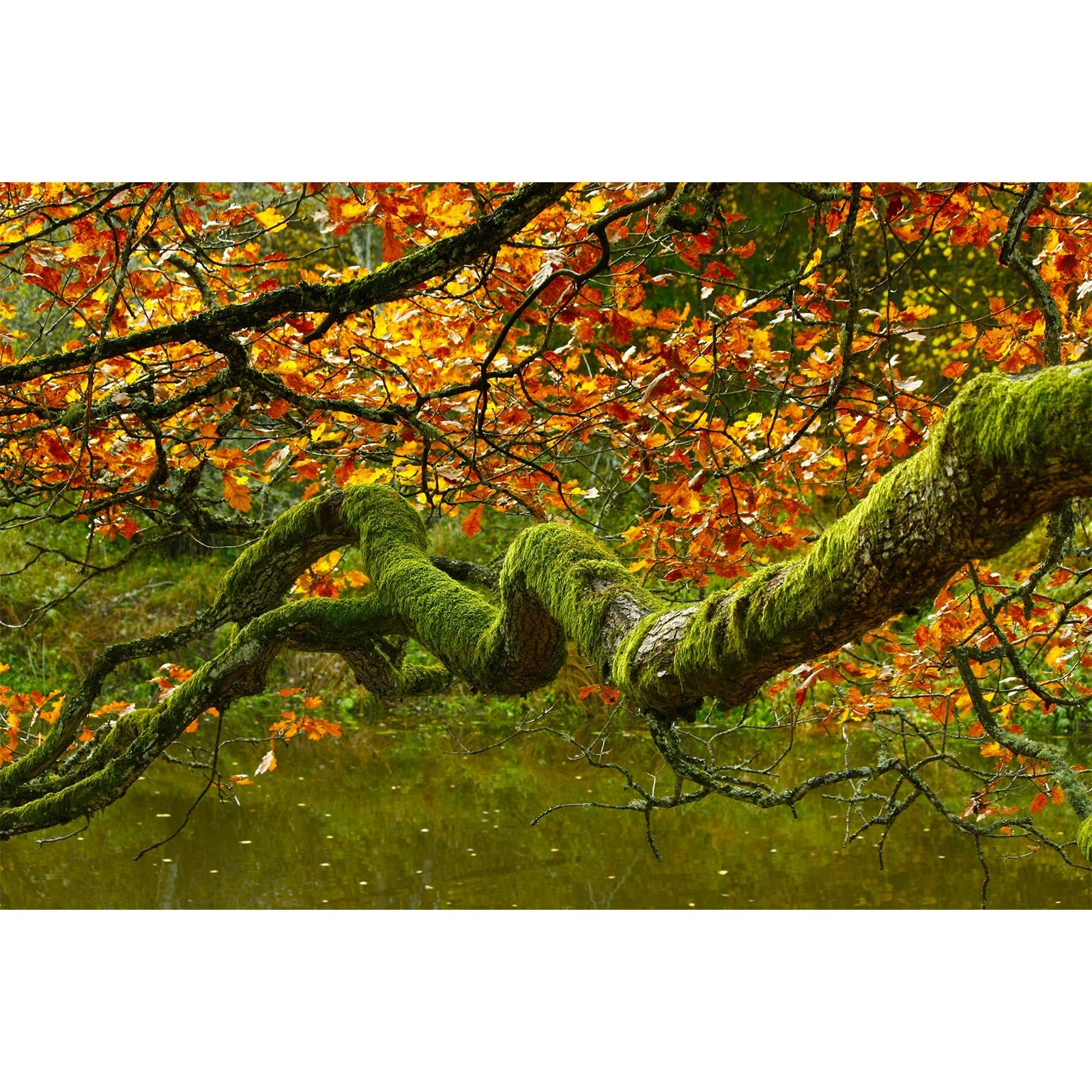Autumn Theme Aquarium Background Jungle Rainforest Lush Moss Fish Tank Background Fall Style Maple Leaf Garden Lake Reptile Tank Backgrounds Old Tropical Trees Reptile Enclosure Backgrounds 72x24in