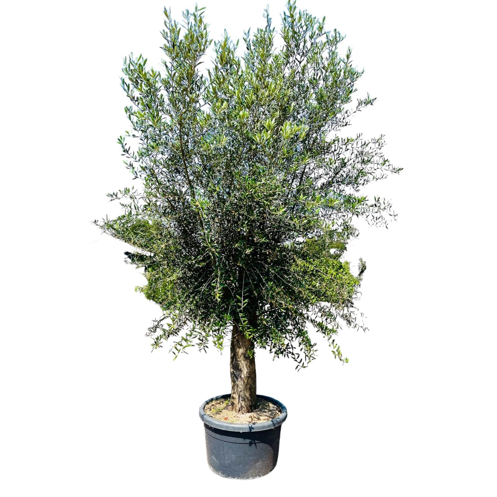 Tropictrees Olivenbaum stammumfang 50-60cm, 70 jahre alt, 240cm winterhart,  Olea Europaea olive : Amazon.de: Garten