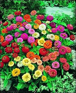Dwarf Zinnia Seeds Bulk of 200 - Heirloom Annual Garden Flower Zinnia Seeds for Planting Outdoors