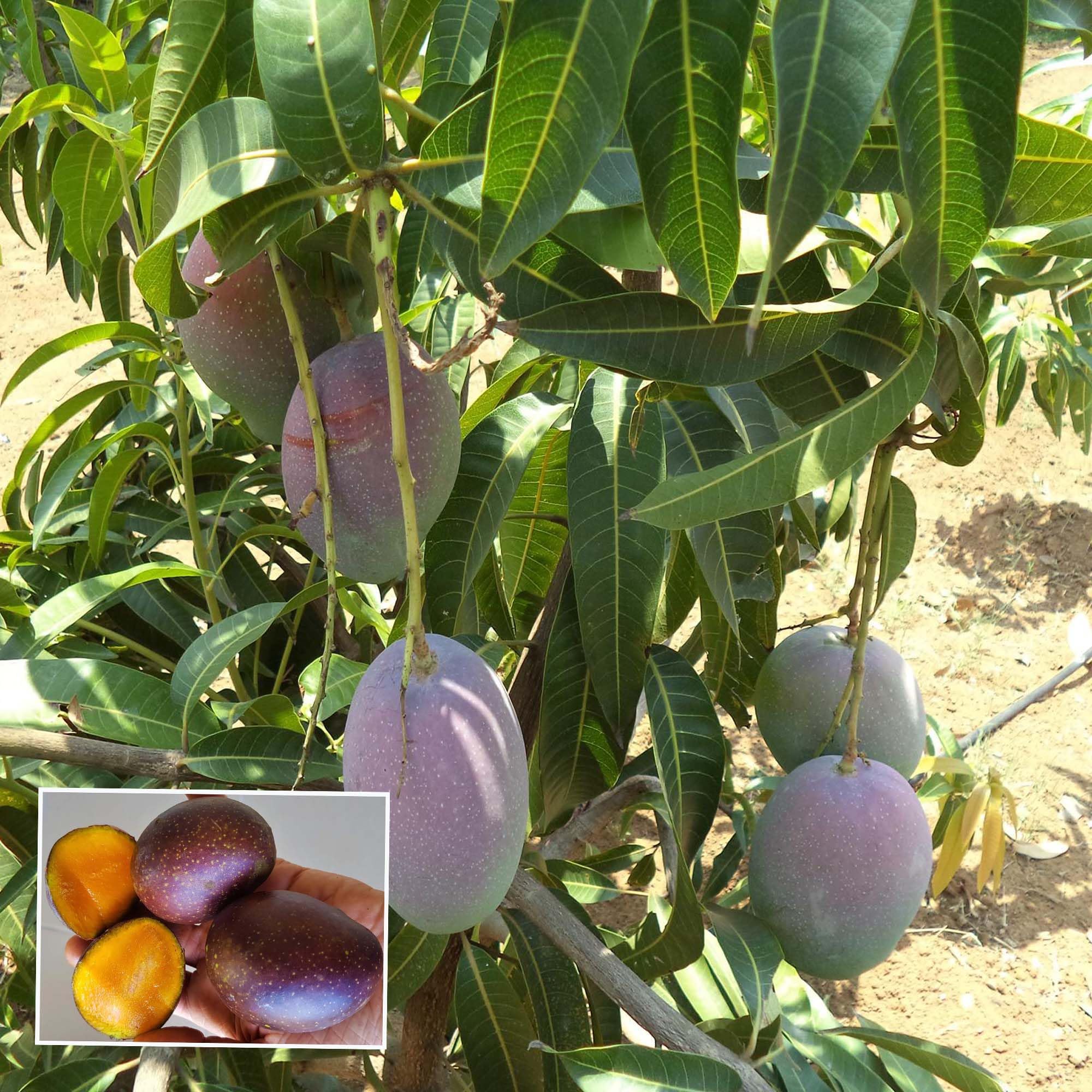 TAPOBON Pusa Arunika Mango Aam Grafted Fruit Live Plant (1.5-3 Feet Height) (B0CLY36CZX) Amazon Price History, Amazon Price Tracker