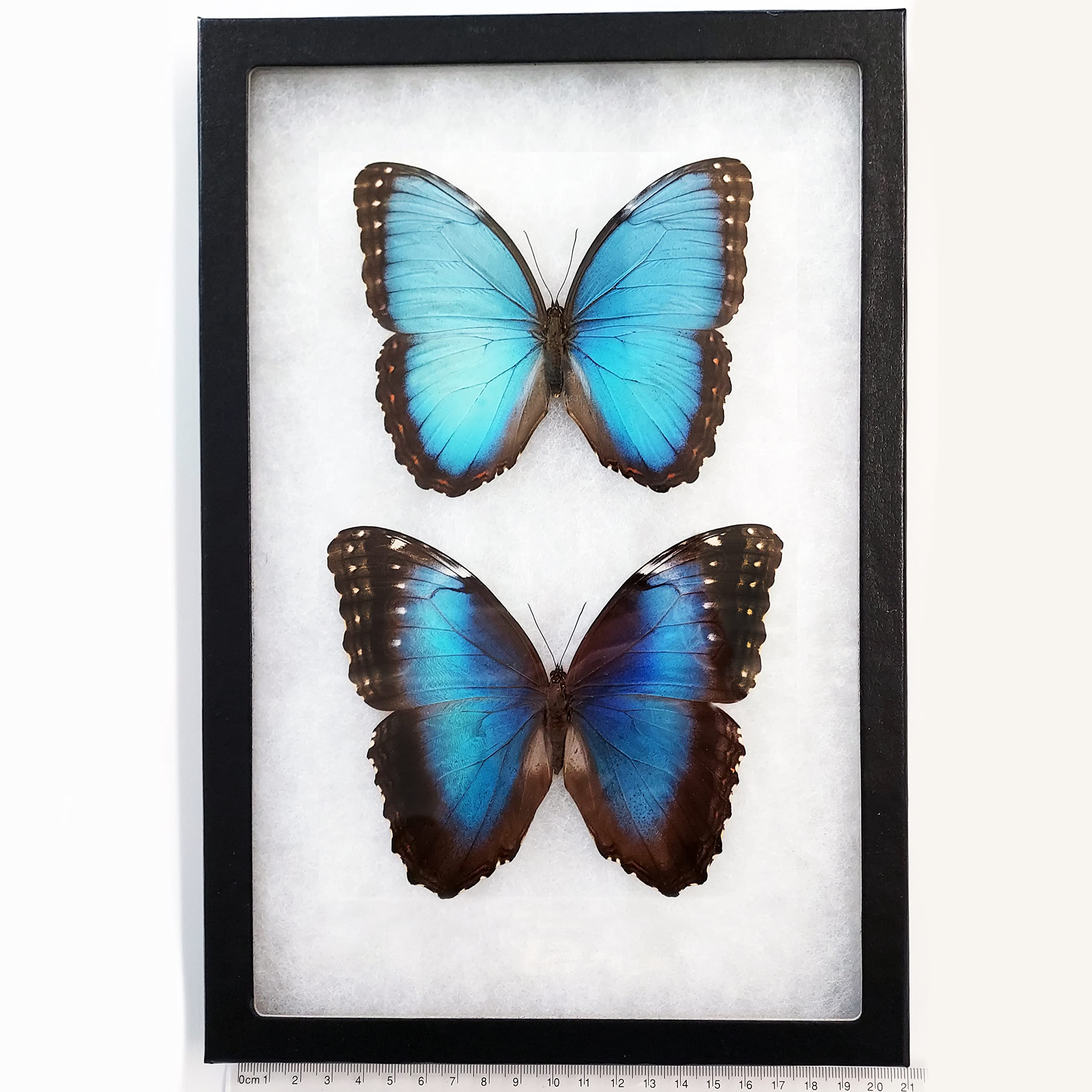 BicBugs Morpho peleides Pair Male Female Blue Butterfly Costa Rica