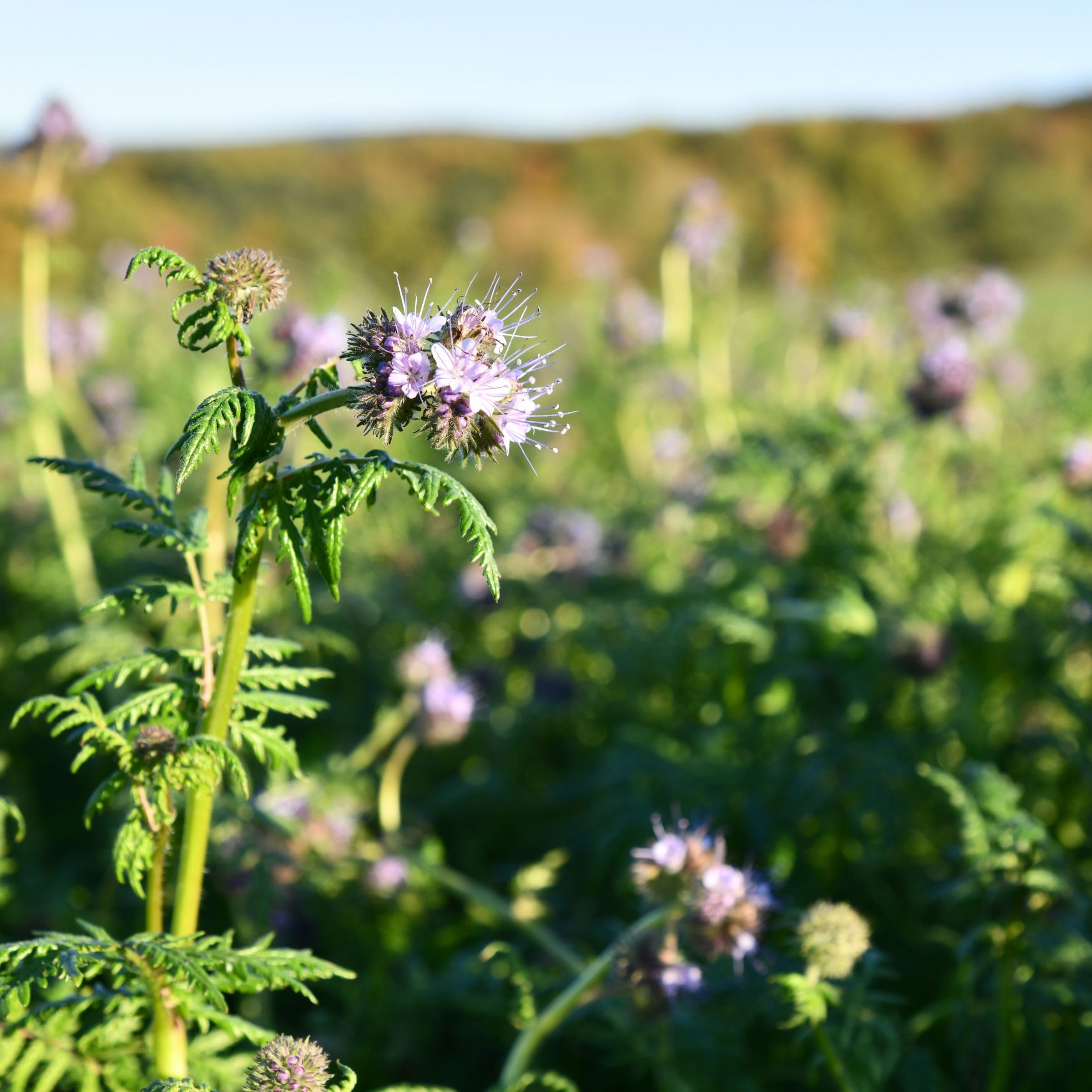 Phacelia 25 kg Gründüngung Stilllegung Zwischenfrucht Bodenverbesse Samen Bienenfreund Gründünger, Frischmantelsamen Saatgut Humusbildung Bodenverbesserung Bienenweide