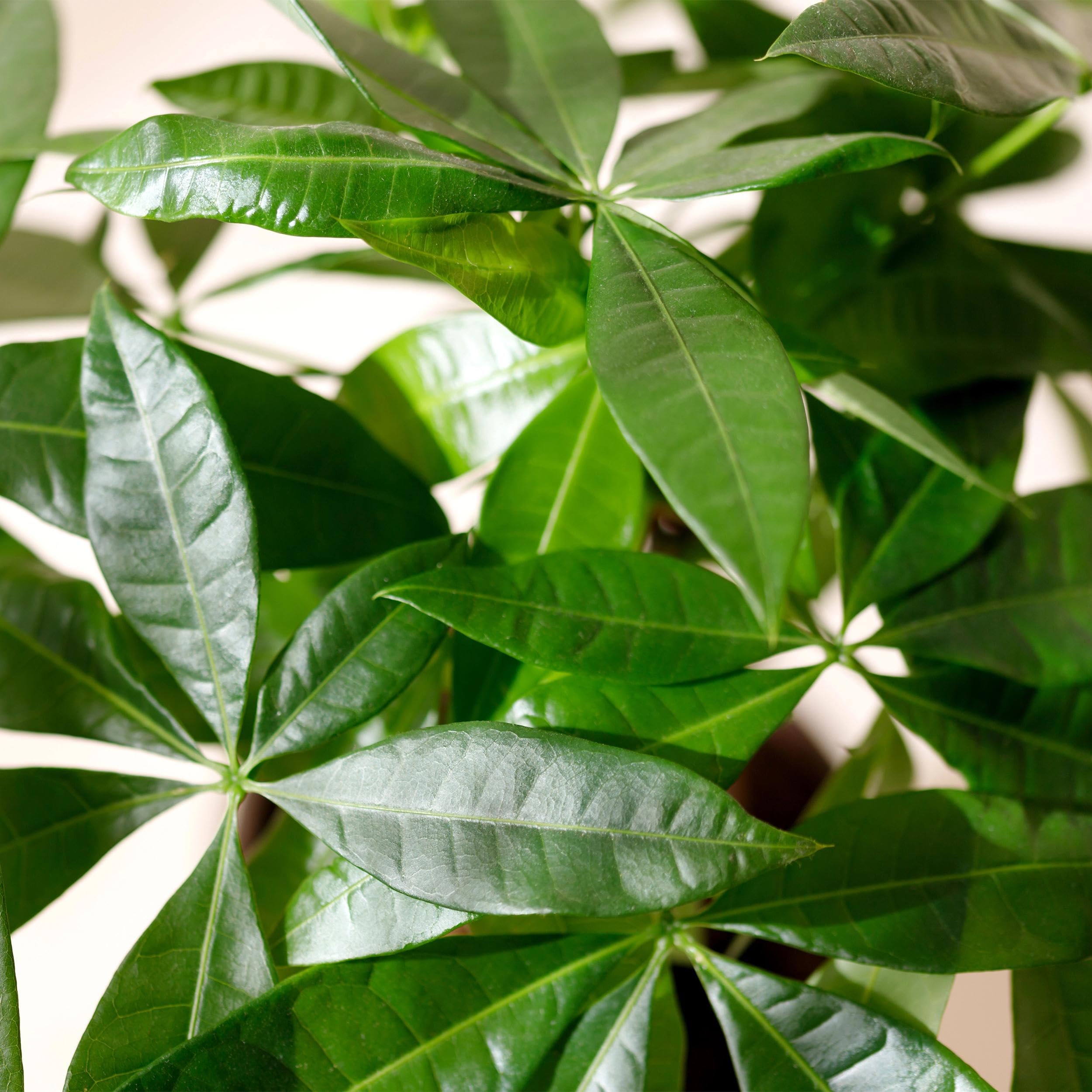 Pachira Aquatica geflochtener Stamm - Geldbaum - Pflegeleicht - mit Korb - Grün - 80-90cm - Ø21cm - Zimmerpflanze - Immergrün