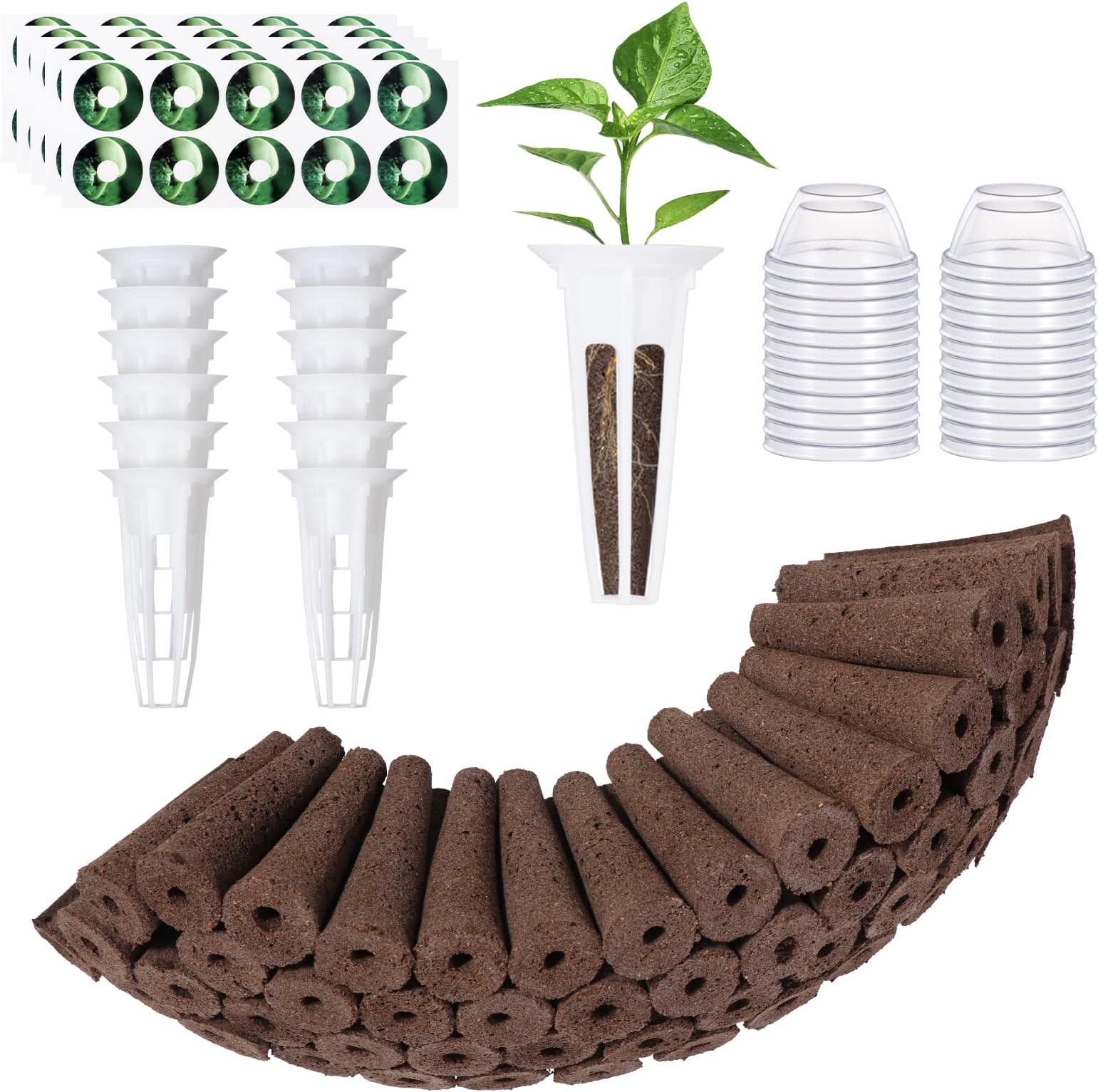 Vase à Avocat En Verre : Mon Kit Hydroponique Pour Faire Pousser Un Avocatier à La Maison, Déco Nature