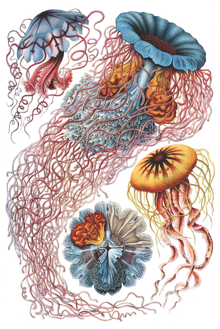 Haeckel scientific biological art notebook: Vintage Science Illustrations N°08 from "Kunstformen der Nature" / "Art forms in nature" ; composition journal with 120 pages of blank dot grit paper