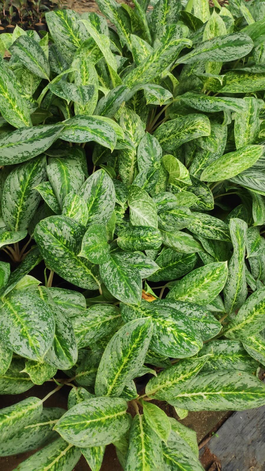 Meena Nursery - Aglaonema Butterfly, Green Plant (Indoor/Outdoor) :  Amazon.in: Garden & Outdoors