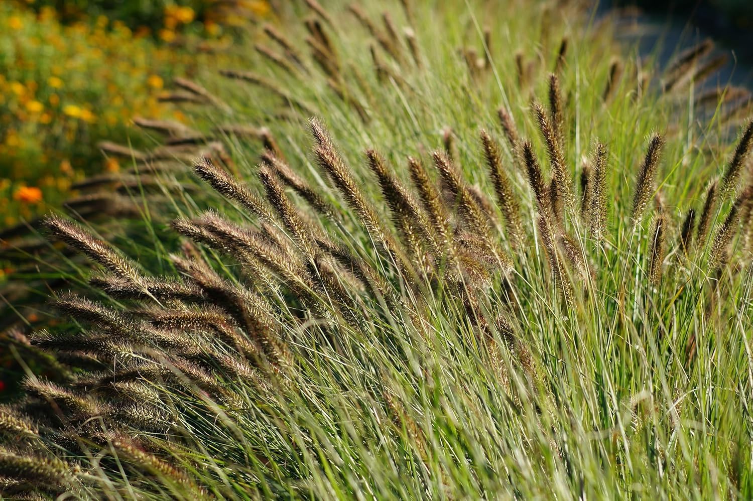 Stauden Gänge 10 x Pennisetum alopecuroides var. viridescens winterhart | Mittelhohes Ziergras für Sonne, Blüte August bis Oktober, mehrjährig, 1 L Topf (11x11 cm)