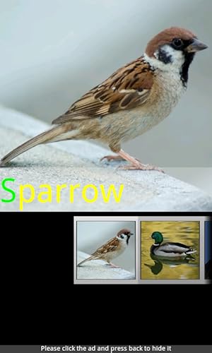 Bird Sounds