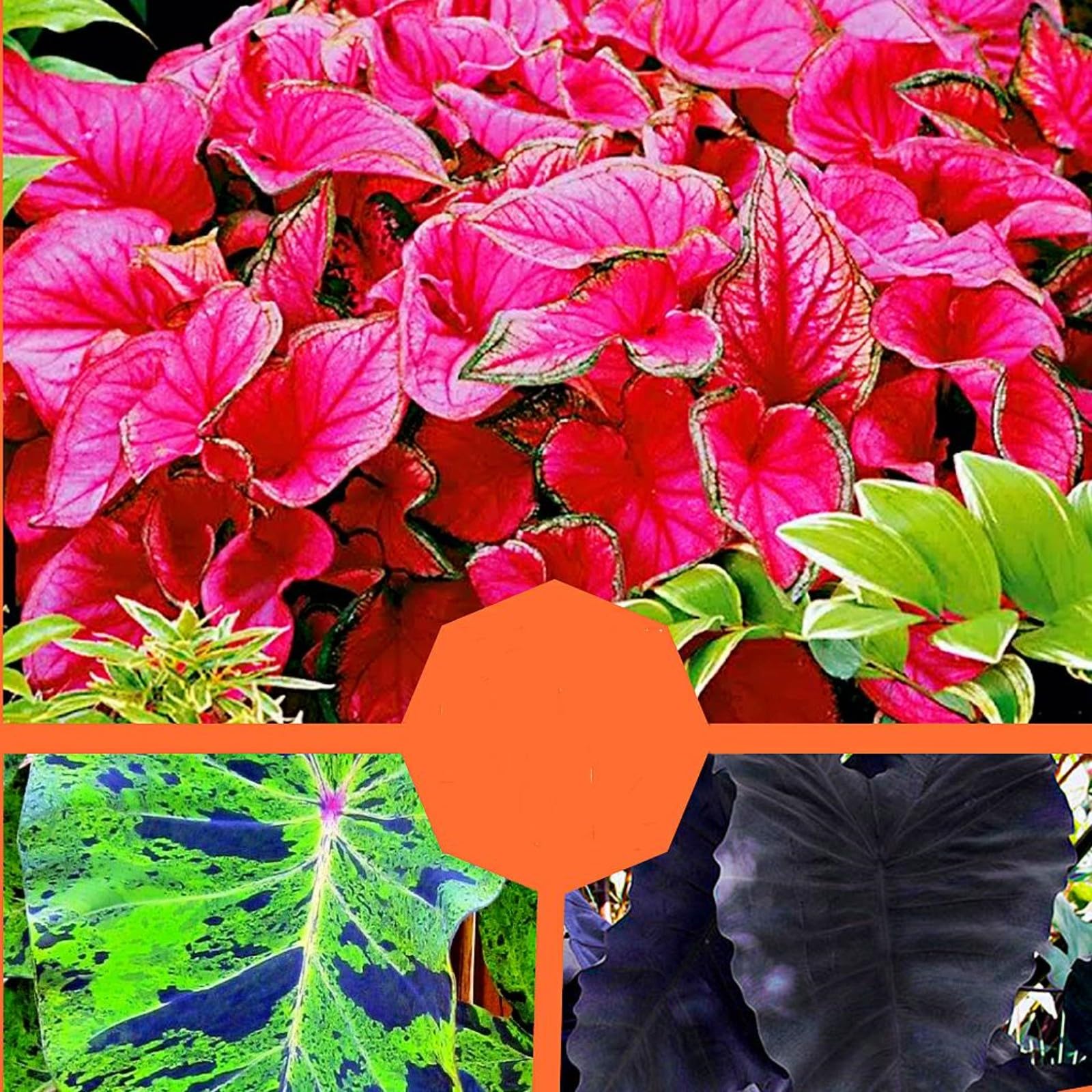 glckskastanie gre Glckskastanie - Pachira Aquatica - 180 cm