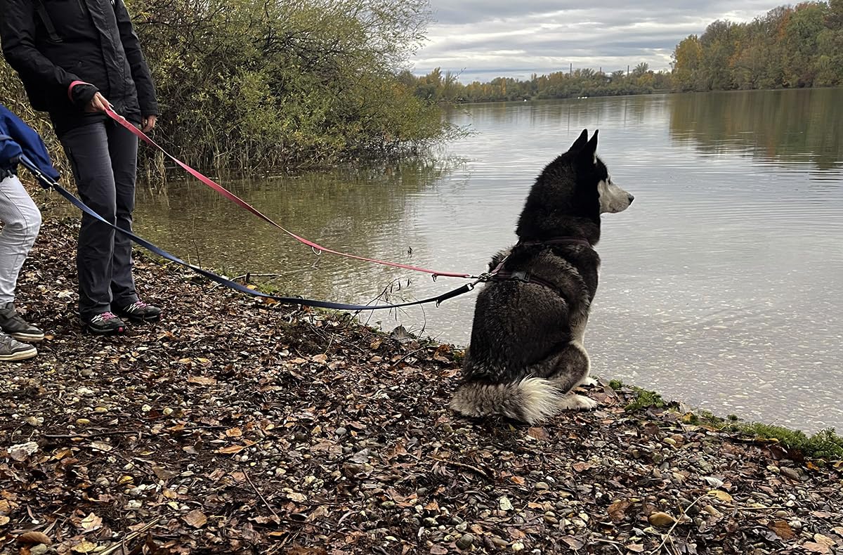 JOCHEN SCHWEIZER Geschenkgutschein: Husky Wanderung Eggenstein-Leopoldshafen