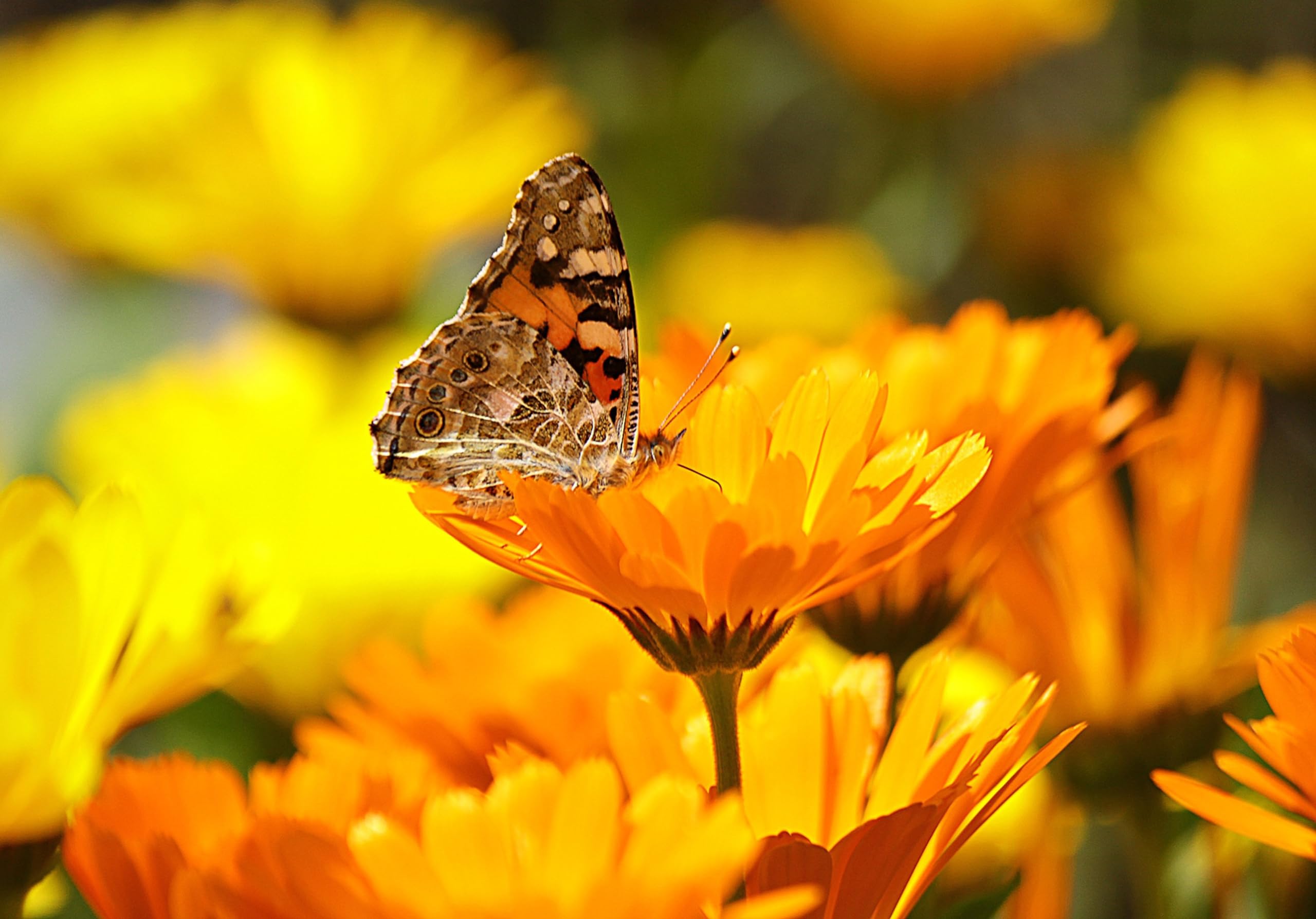 Ringelblumen (Calendula officinalis 'Wildform') Samen. Heilpflanze (20000 Samen = 240,0g)