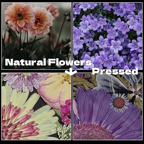 Miniatura 6 de CONVELIFE Flores prensadas, 40 piezas de flores naturales reales con pinzas, flores secas para resina, bricolaje, joyería, velas, jarrón,