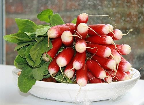 Miniatura 5 de Semillas de Rábano Francés Vegetal 18 Días Temprano Rojo Heirloom - 300 Semillas