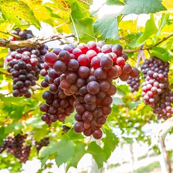 50+ Seed Grape Vine Fruit Seeds for Planting Outdoor-Plant & Grow Heirloom Grape Vine Non-GMO in Your Home Garden