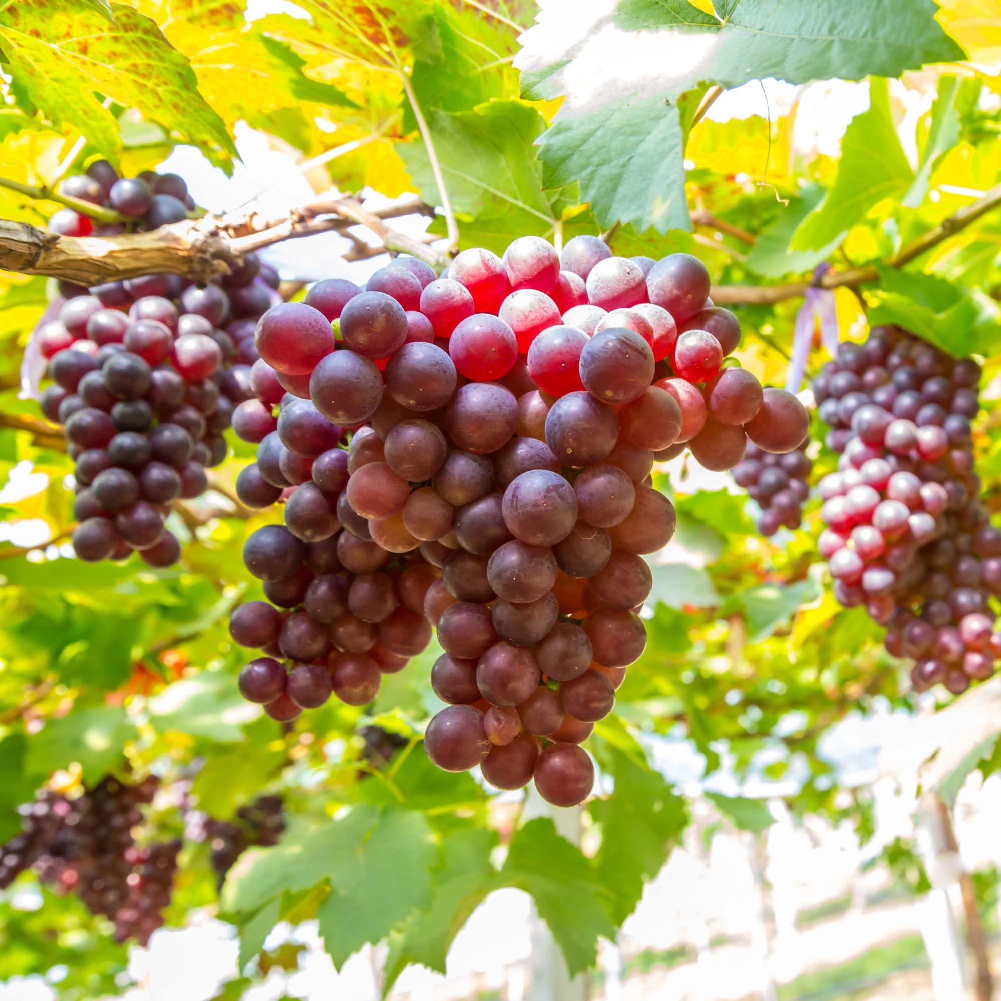 Amazon.com: 50+ Seed Grape Vine Fruit Seeds for Planting Outdoor