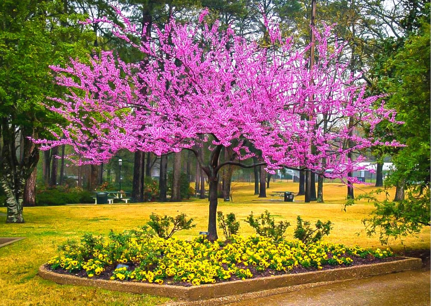 2 Bare Roots Redbud Trees Seedlings Live Plants, 9 Months Old Dormant Eastern Red Bud Plant for Planting Outdoor, No Leaf, 8-12" in Tall