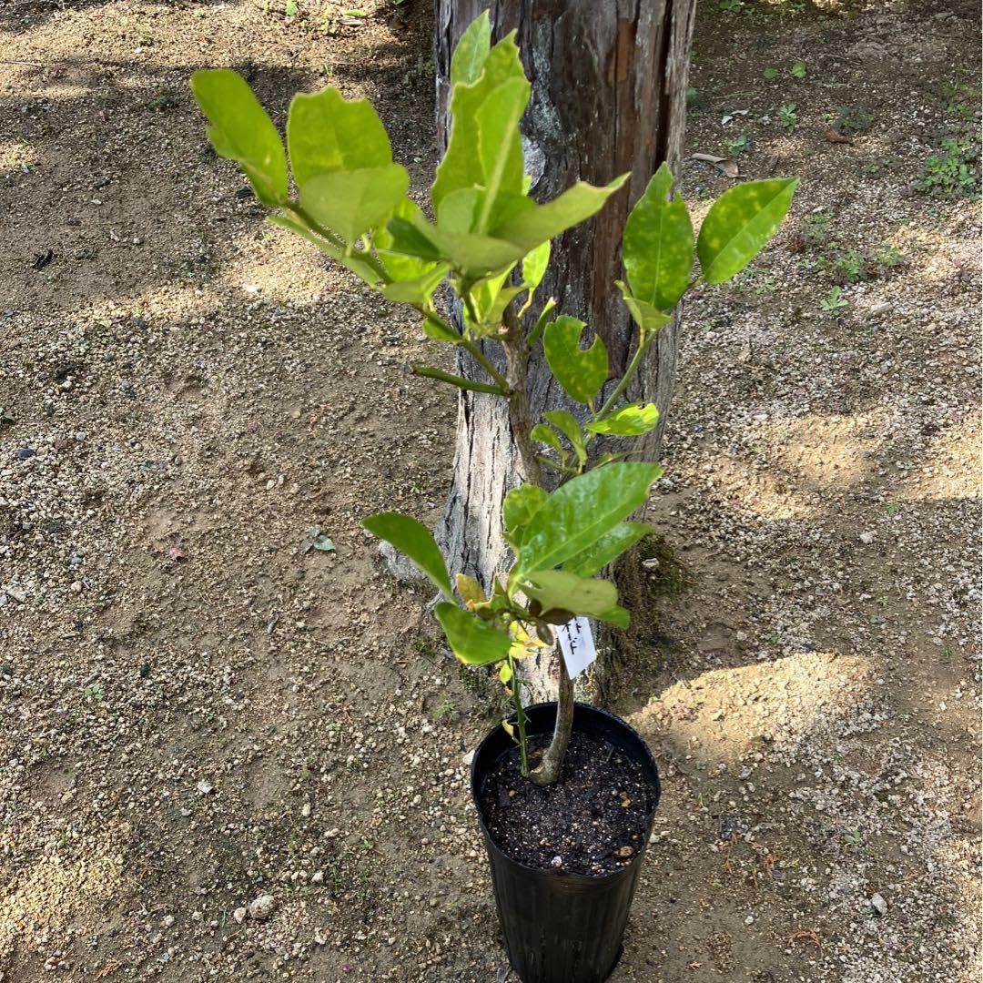 Amazon.co.jp: 無農薬 レモン︎ スイートレモネード ︎ レモネード Amazon.co.jp: 無農薬 レモン︎ スイートレモネード ︎ レモネード