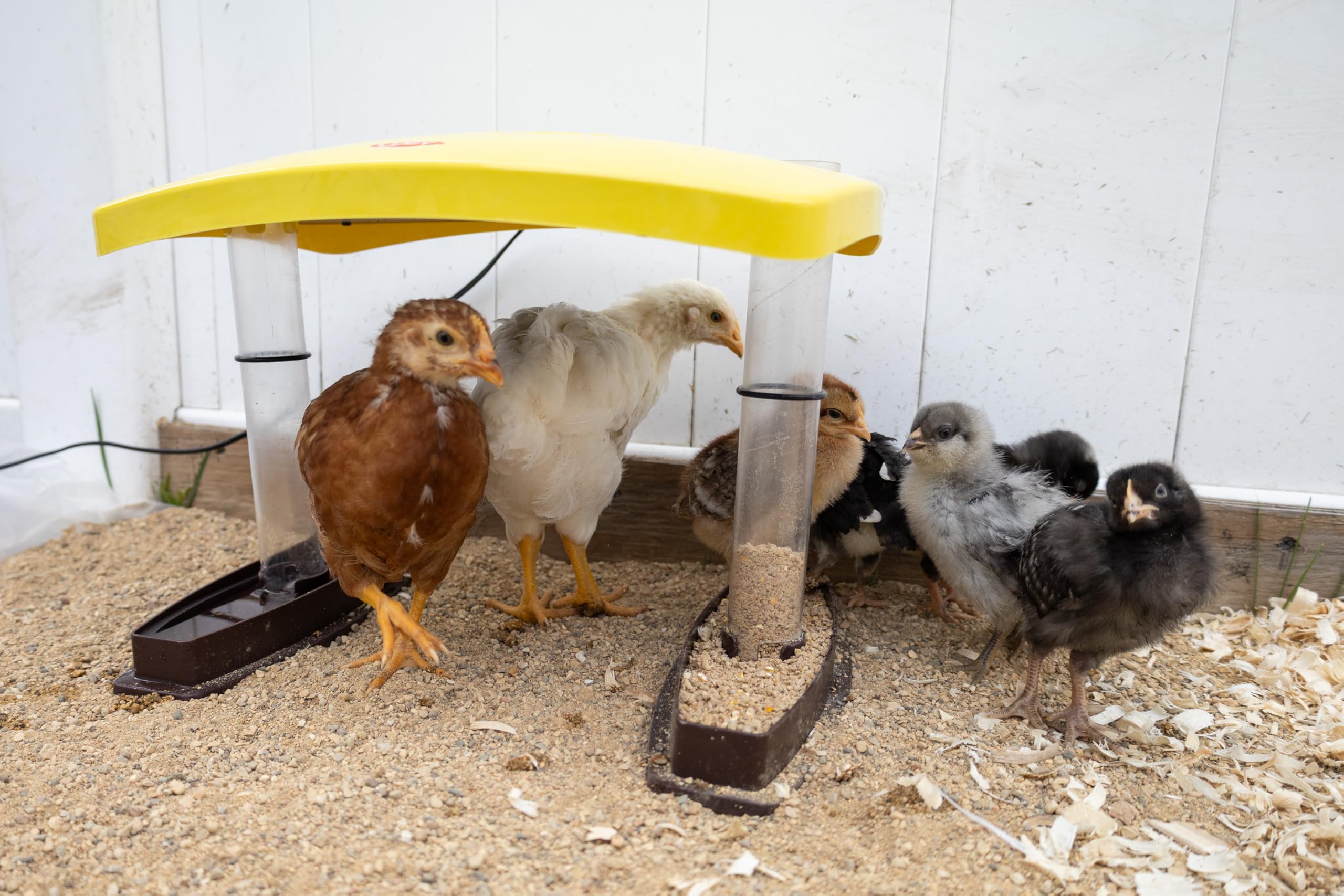 Cozy Chickens - Hábitat para criar pollitos, 100 W, agua y tubos de alimentación
