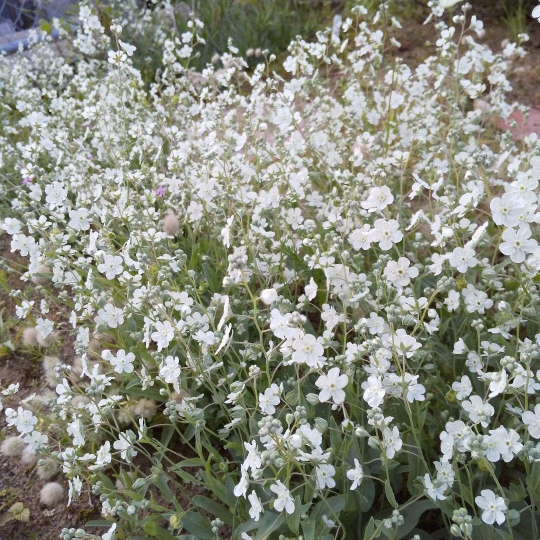 Amazon.co.jp: オンファロデスの種 花の種 100粒 : DIY・工具・ガーデン
