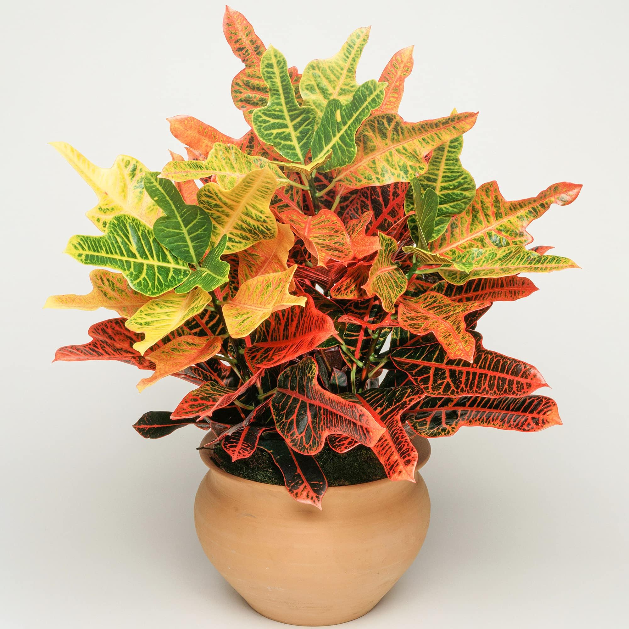 GardenersDreamCodiaeum Excellent | 35-45cm Potted Joseph's Coat | Indoor House Plant Gift