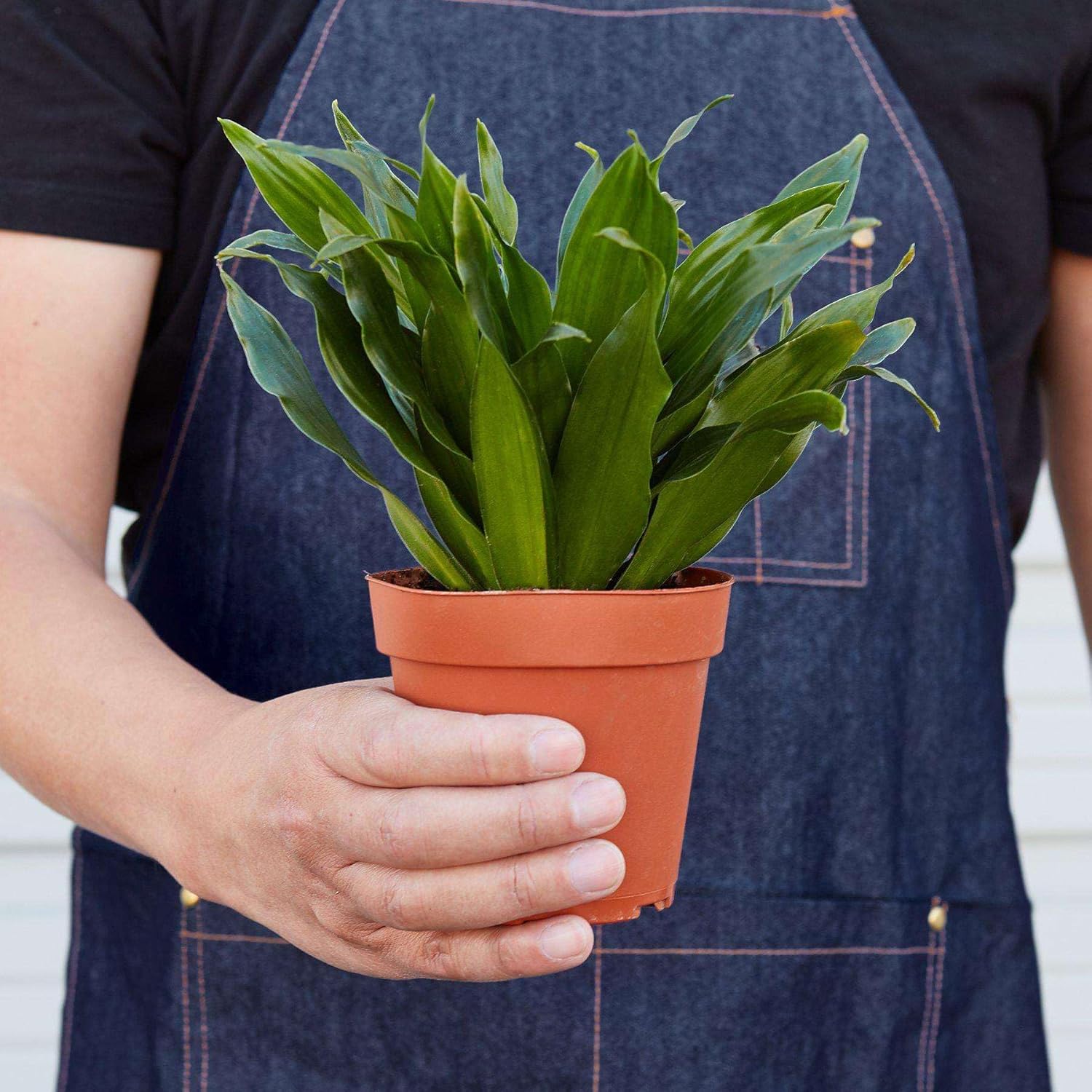Dracaena Janet Craig Live Plant for Indoor | Different Houseplants in 4'' & 6'' Pot | Real House Plant for Living Room, Office, Desk & Bathroom | Dragon Tree