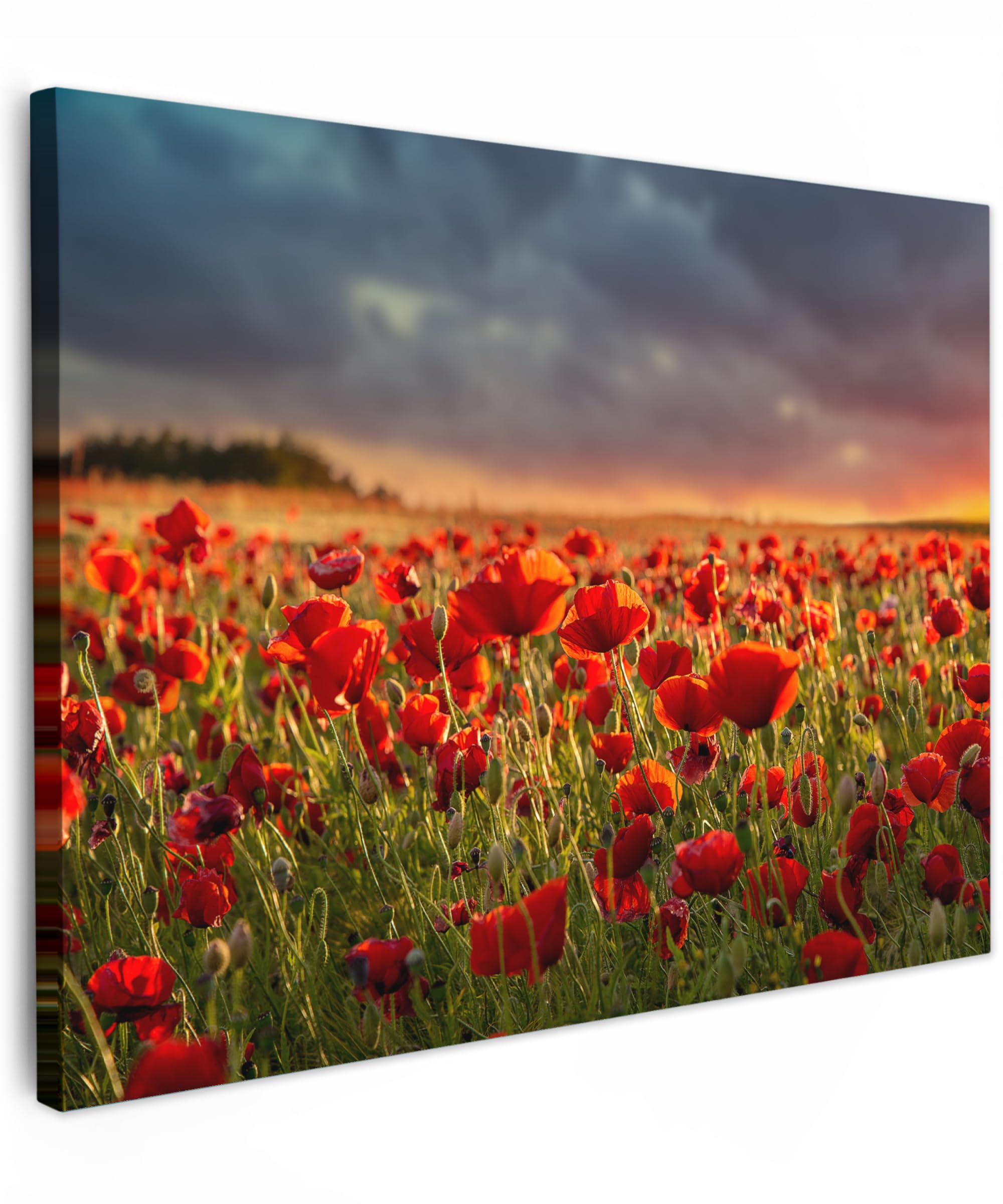 MuchoWow© Canvas Wall Art Work 16"x12" / 40x30 cm Room Decor Painting Wallfillers Picture Decoration Prints Sunset - Poppies - Red - Flowers - Field - Nature