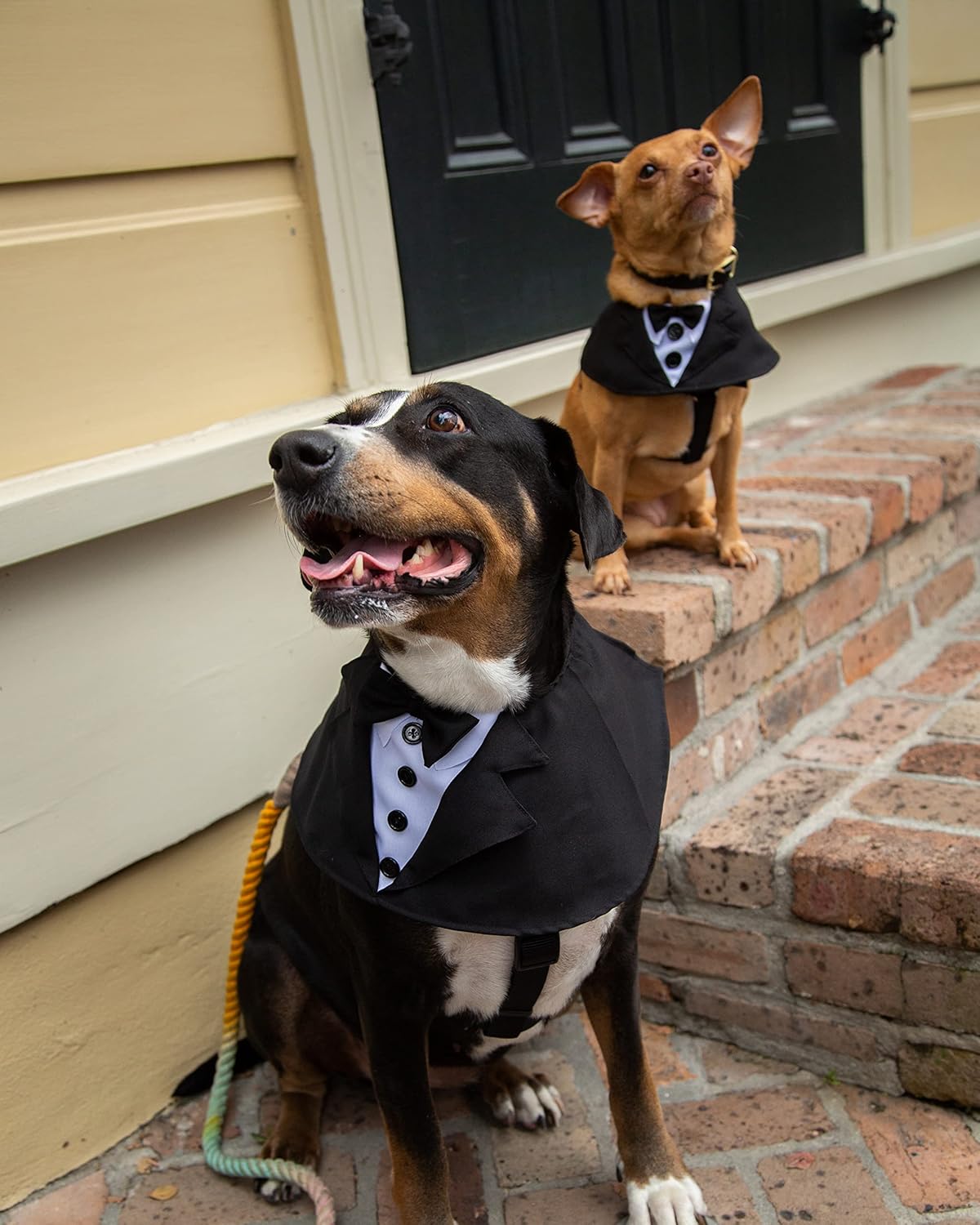 Buy Dog Tuxedo Suit & Bow Tie Set by Pet Krewe, Stylish Wedding Tux