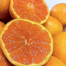 Mandarin Wakayama Mandarin Oranges, Excellent Product, 11.0 lbs (5 kg) (Super Fast Orange - Ordinary Mandarin Orange) (Gift, Home Use) (M Size (Around 50 Balls)
