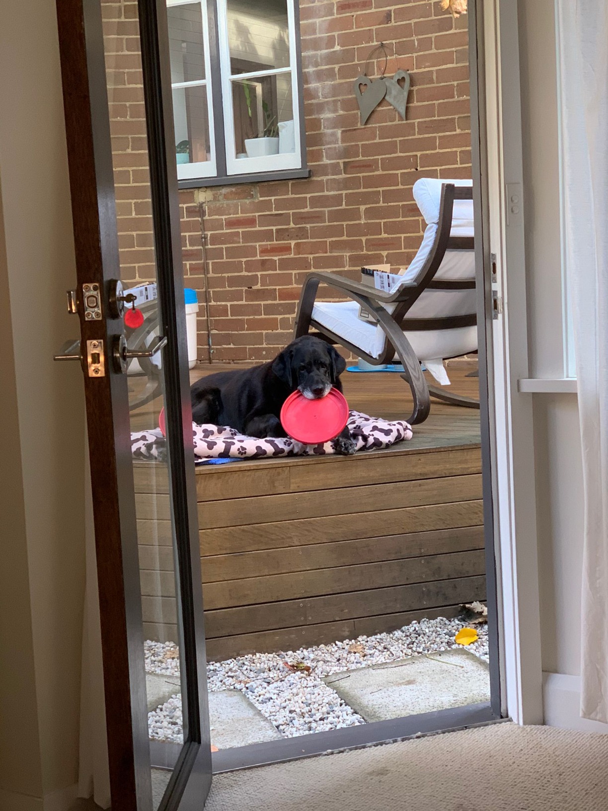 KONG Flyer Durable Rubber Flying Disc Dog Toy for Large Dogs