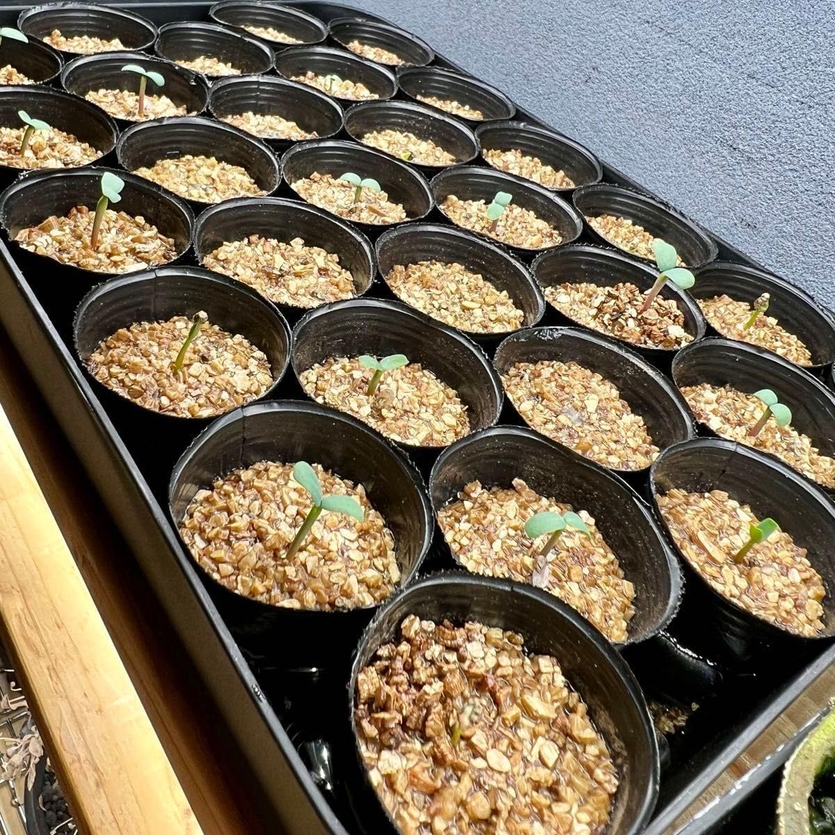 Amazon.co.jp: ユーフォルビア エチュベルクローサ 種子 10粒 自家採取  