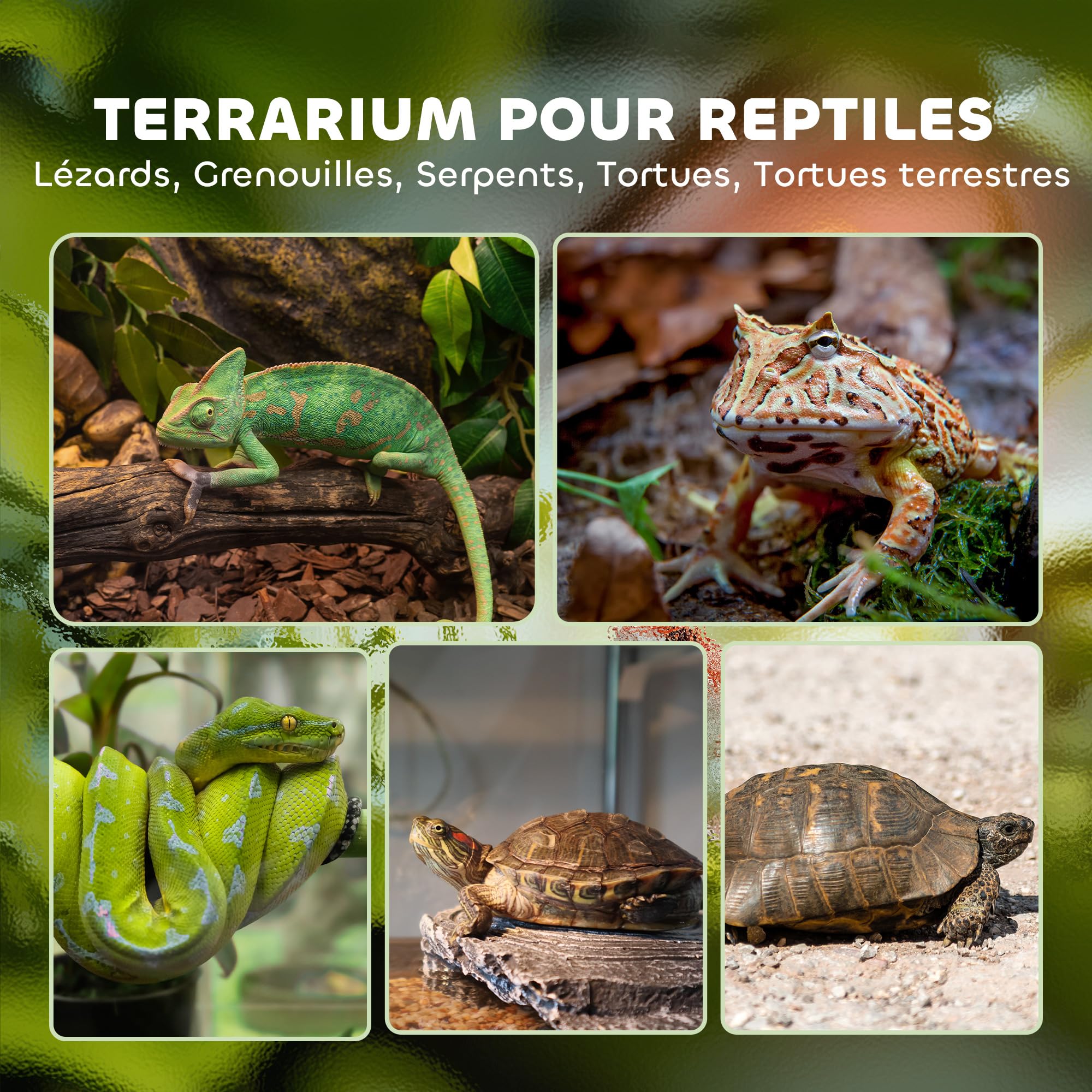 PawHut Contenitore per rettili, contenitore per l'allevamento di rettili, habitat per terrario con chiusura di sicurezza a rotazione, ventilazione frontale, nessun assemblaggio richiesto, 50 x 30 x