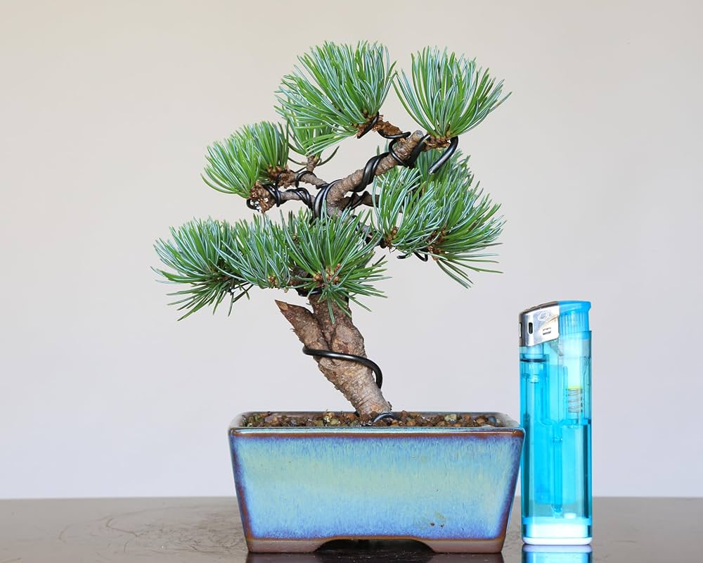 那須娘　八房五葉松　盆栽 81HEDM7I6iL._UF1000,1000_QL80_.jpg
