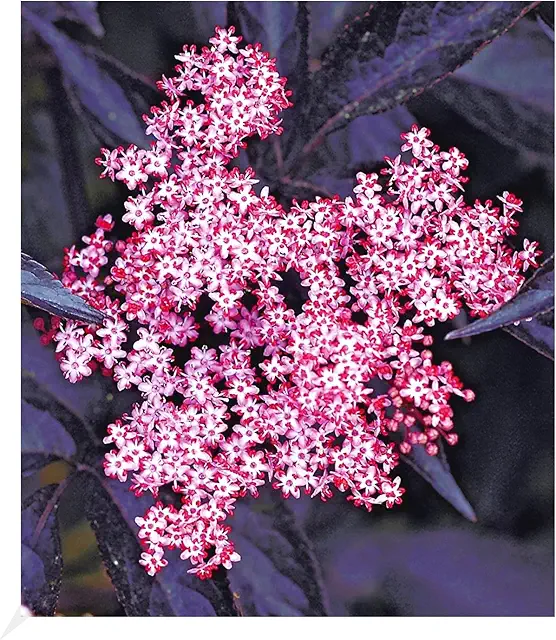 BALDUR Garten Holunder 'Thundercloud' - Balkon Weihrauch Pflanze, winterhart, schmetterlingsfreundlich