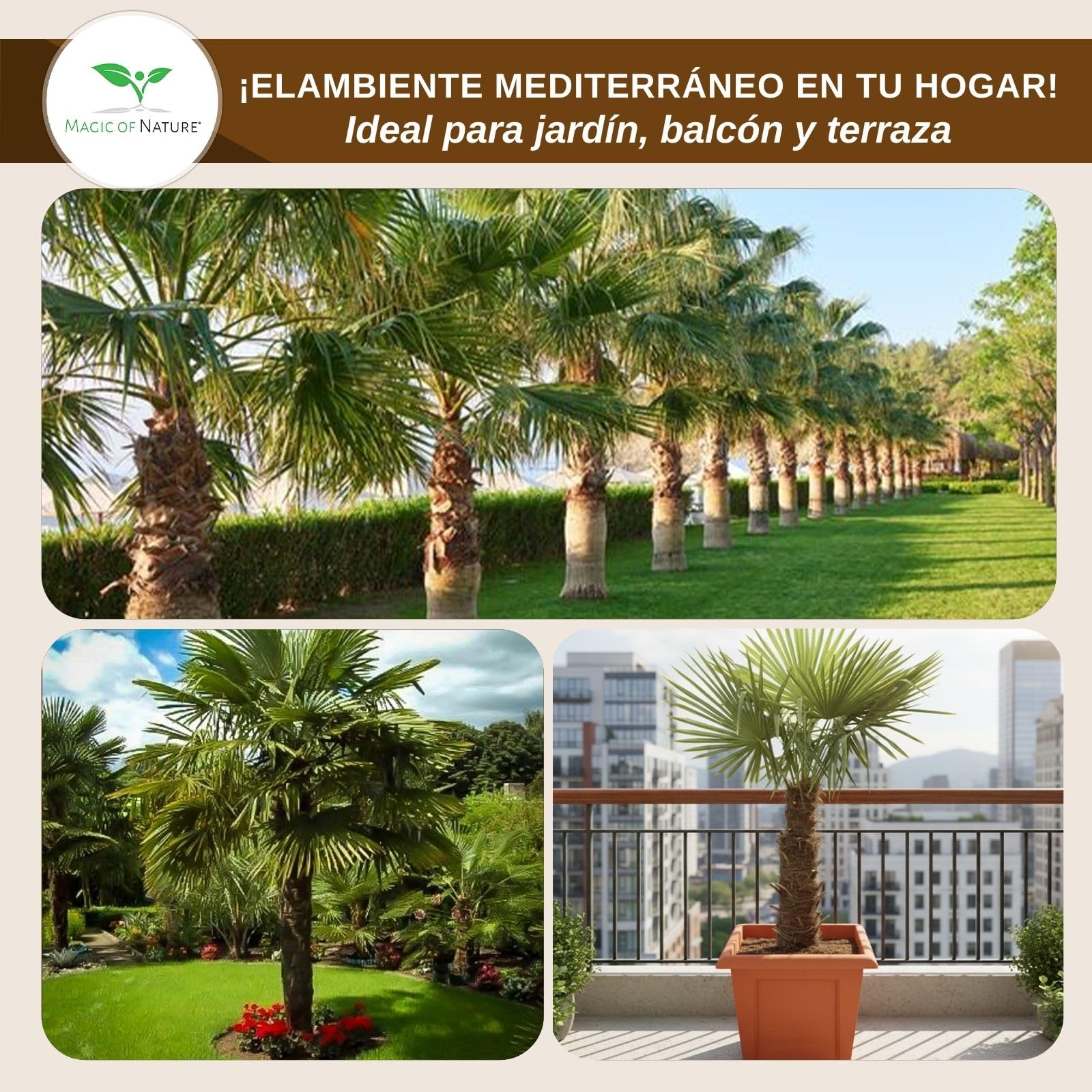 Magic of Nature Palmera de la Fortuna 10 Semillas - Trachycarpus fortunei - Palmito Elevado hasta -17°C - Semillas de Palma para Jardín